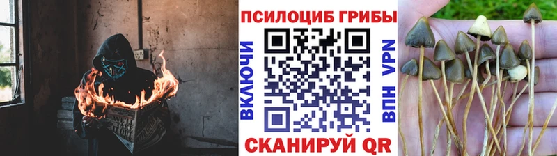 Псилоцибиновые грибы GOLDEN TEACHER  как найти   hydra как войти  Озёрск 